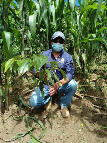 Evalúan sistemas agroforestales en Santa Lucía Utatlán