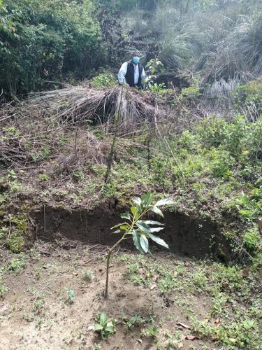 Evalúan sistemas agroforestales en Santa Lucía Utatlán