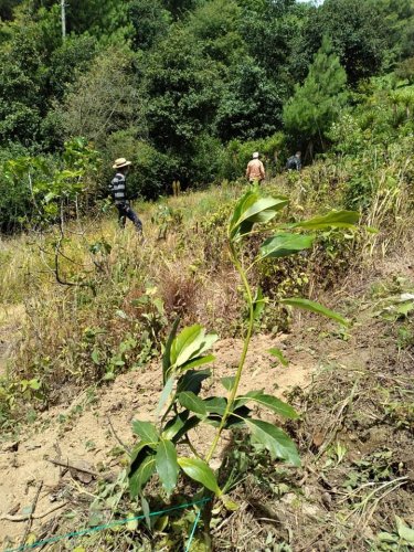 Evalúan sistemas agroforestales en Santa Lucía Utatlán