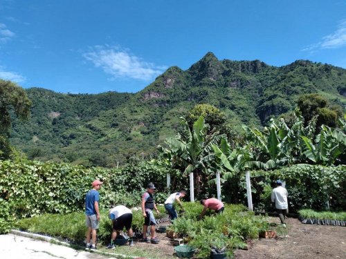 AMSCLAE entrega de plántulas de gravilea y pino en San Juan la Laguna 