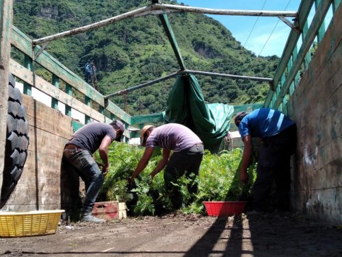 AMSCLAE entrega de plántulas de gravilea y pino en San Juan la Laguna 