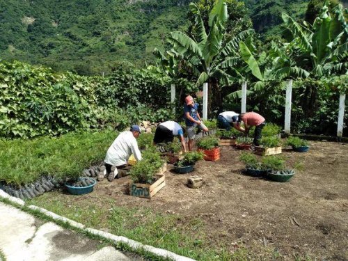 AMSCLAE entrega de plántulas de gravilea y pino en San Juan la Laguna 