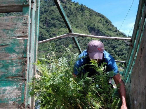 AMSCLAE entrega de plántulas de gravilea y pino en San Juan la Laguna 