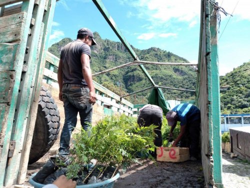 AMSCLAE entrega de plántulas de gravilea y pino en San Juan la Laguna 