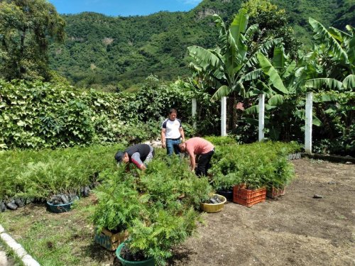 AMSCLAE entrega de plántulas de gravilea y pino en San Juan la Laguna 