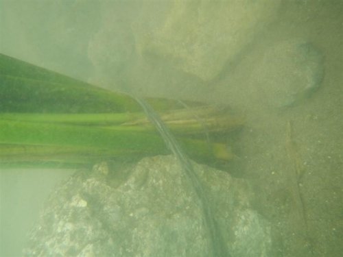 Siembra de tul contribuye a la conservación del ecosistema del lago Atitlán 