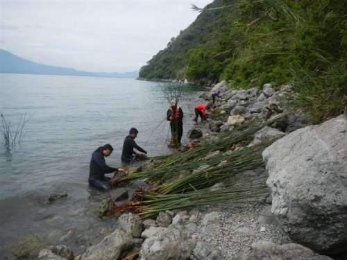 Siembra de tul contribuye a la conservación del ecosistema del lago Atitlán 