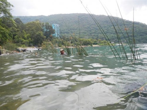 Siembra de tul contribuye a la conservación del ecosistema del lago Atitlán 