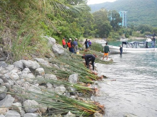 Siembra de tul contribuye a la conservación del ecosistema del lago Atitlán 