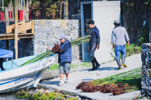 SIEMBRA DE TUL A ORILLAS DEL MUNICIPIO DE SANTIAGO ATITLÁN.