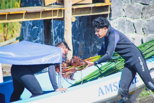 SIEMBRA DE TUL A ORILLAS DEL MUNICIPIO DE SANTIAGO ATITLÁN.